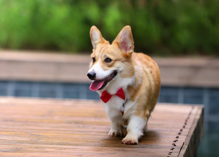 柯基狗粮如何搭配好吃又营养,柯基狗粮怎么养好吃又简单