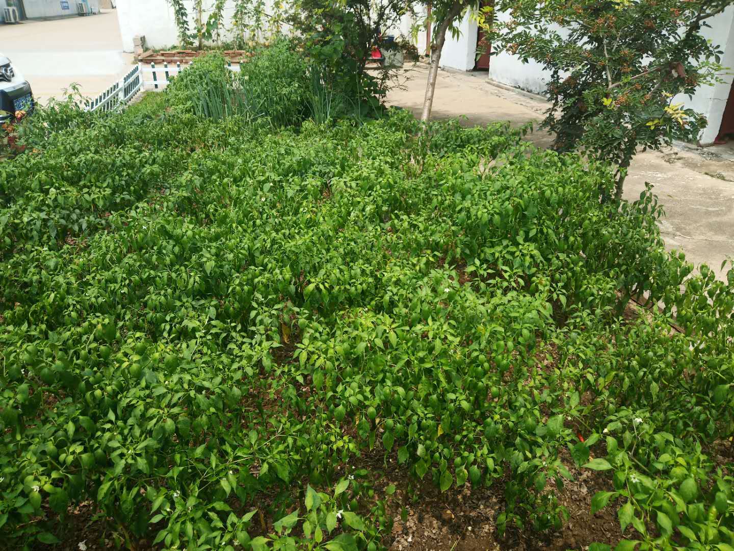 辣椒疯长不结果,辣椒怎样修剪才能多结果