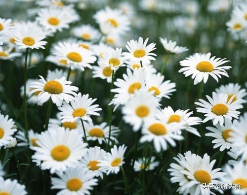 舒淇同款贵妇膏,舒淇地素同款