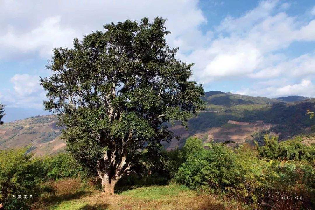 云南普洱茶区六大茶区,普洱茶茶区详细分布图