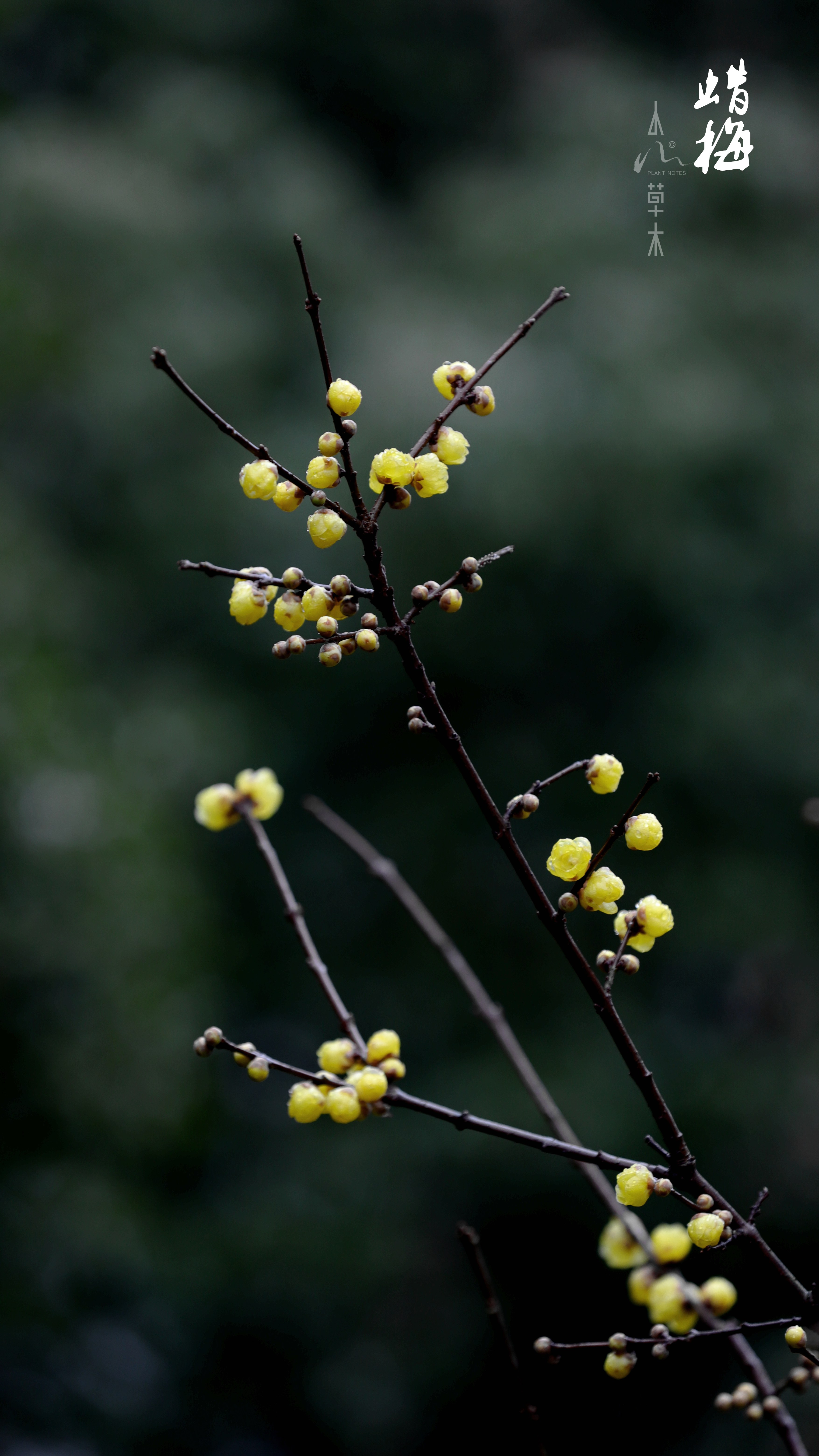 蜡梅|故人未寄岭头信，先报江南春意来