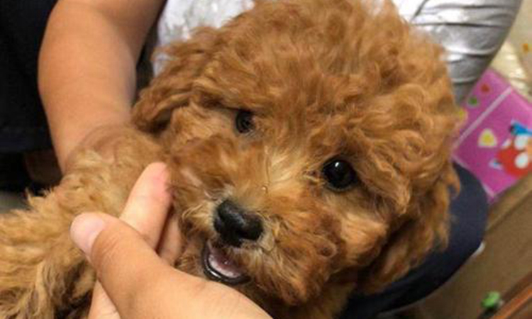 泰迪狗狗偏瘦怎样喂才能长胖,泰迪一岁半六斤偏瘦吗