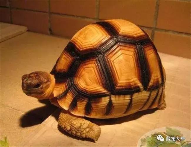 如何养好一只陆龟,如何才能在家里养一只陆龟