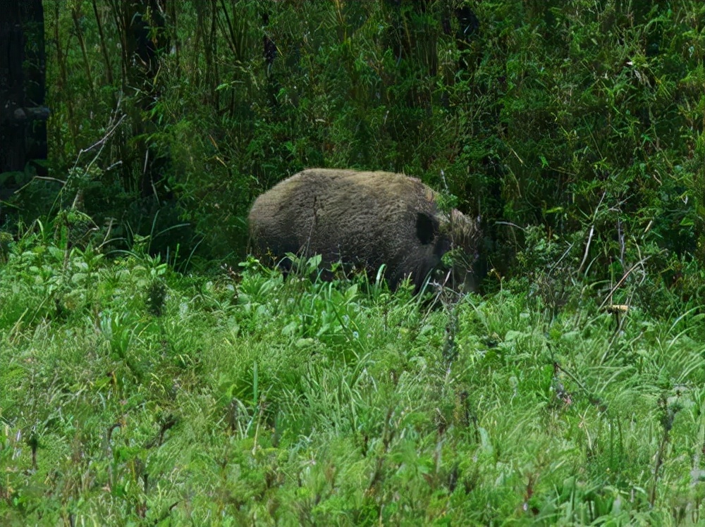 800万头野猪泛滥成灾,20000头野猪成灾