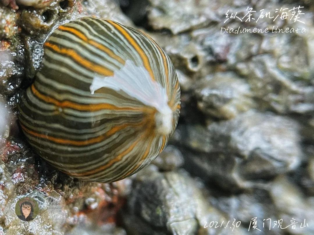 鼓浪屿赶海抓虫,鼓浪屿赶海佛手螺