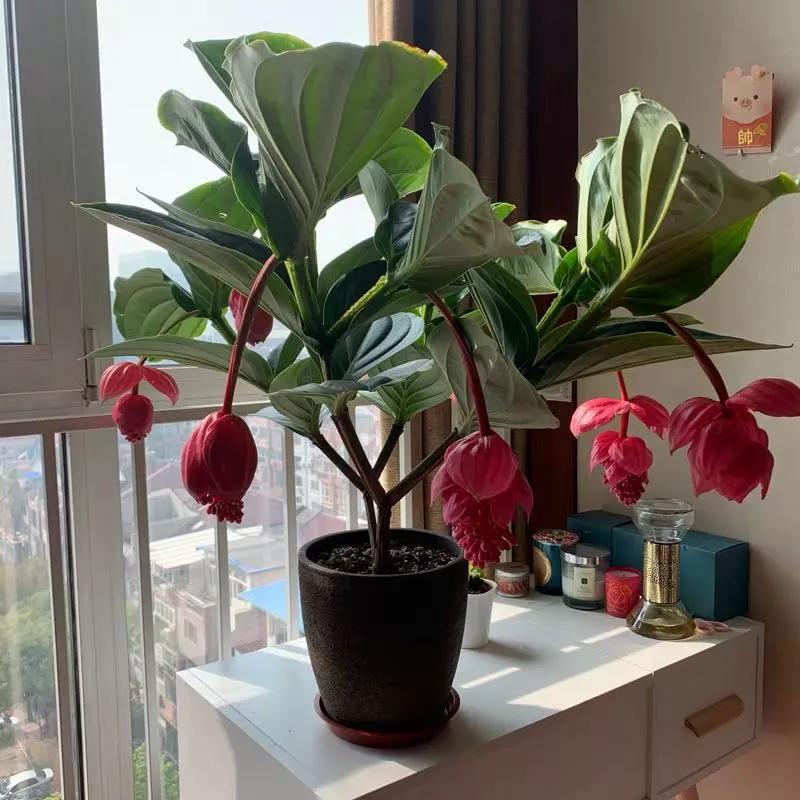 6种“昂贵花”，花钱不值得，纵使“美如仙”，十有八九养不活