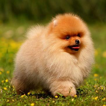 世界上一百种狗的图片,世界十种名贵狗