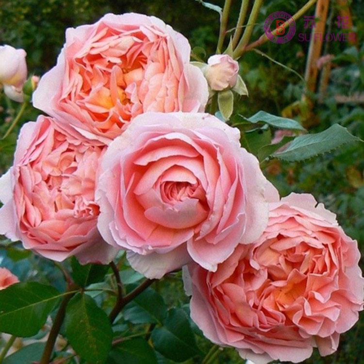 月季图鉴哪本书好,淘宝上最好养的月季品种