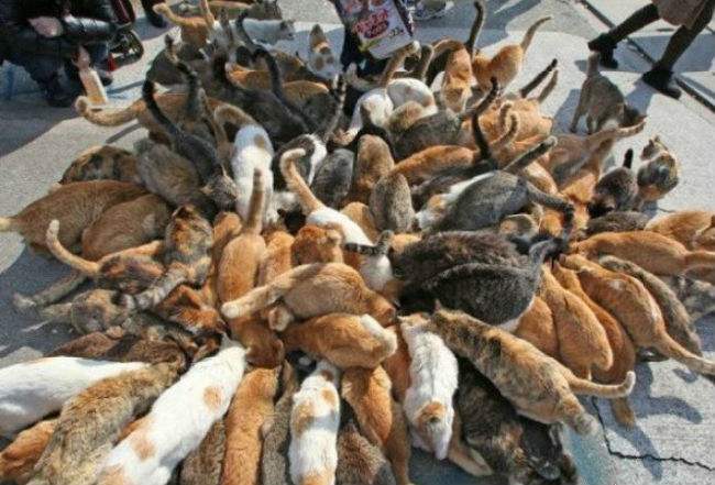 猫咪未来可期,猫咪统治人类的野心有多大