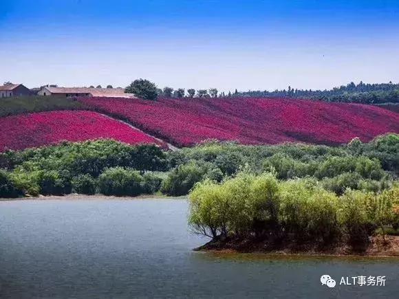 天鹅绒紫薇花烂漫,花争艳