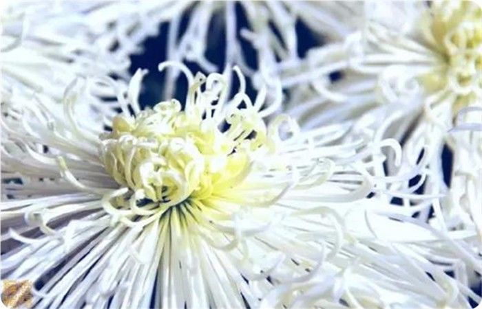 菊花100幅欣赏,菊花的十大绝美诗句