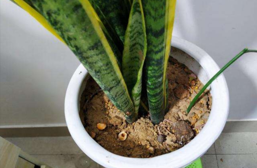 给家里的花草上什么肥料好,给花草浇水用什么水