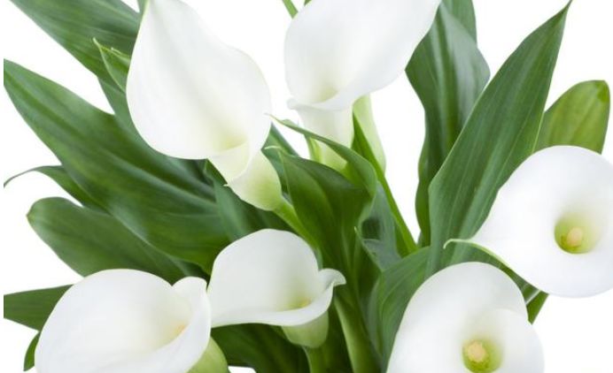 马蹄莲怎么养才能开花呢,马蹄莲怎么养护让它第二年开花