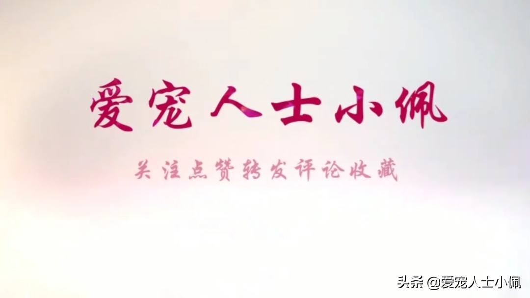 满月幼犬不吃食,刚满月幼犬不吃不喝怎么办