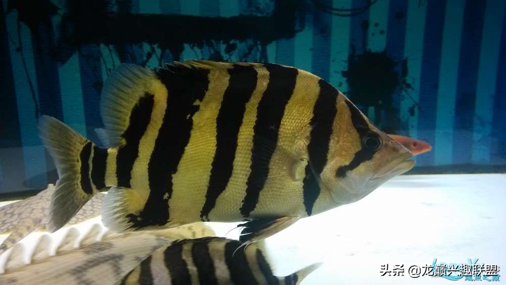 泰国虎和虎鱼的区别,泰虎鱼跟印尼虎鱼的区别在哪儿