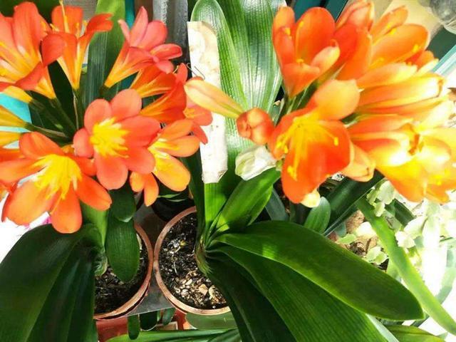 养花土壤“硬邦邦”？改了4个“臭毛病”，松软如面包，养啥都壮