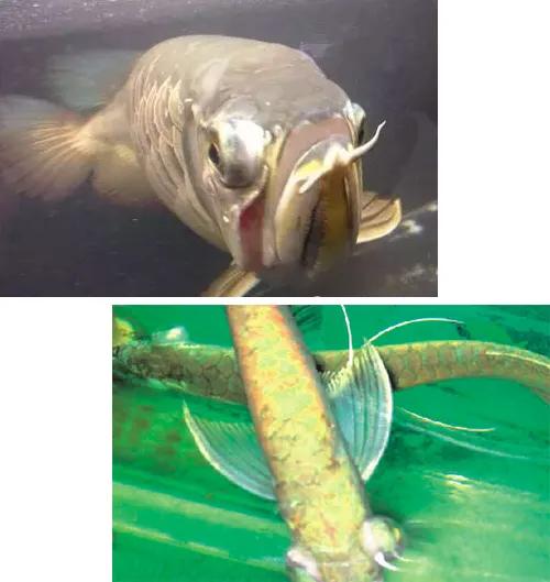 龙鱼突眼病手术,龙鱼凸眼睛怎么办