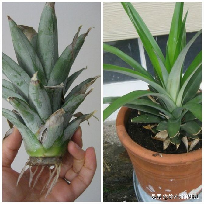 七种水果核别扔,吃完的果核别扔了它们都是宝贝