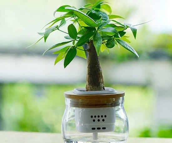 养花消除水藻的方法,水培花有绿藻吗怎么养护