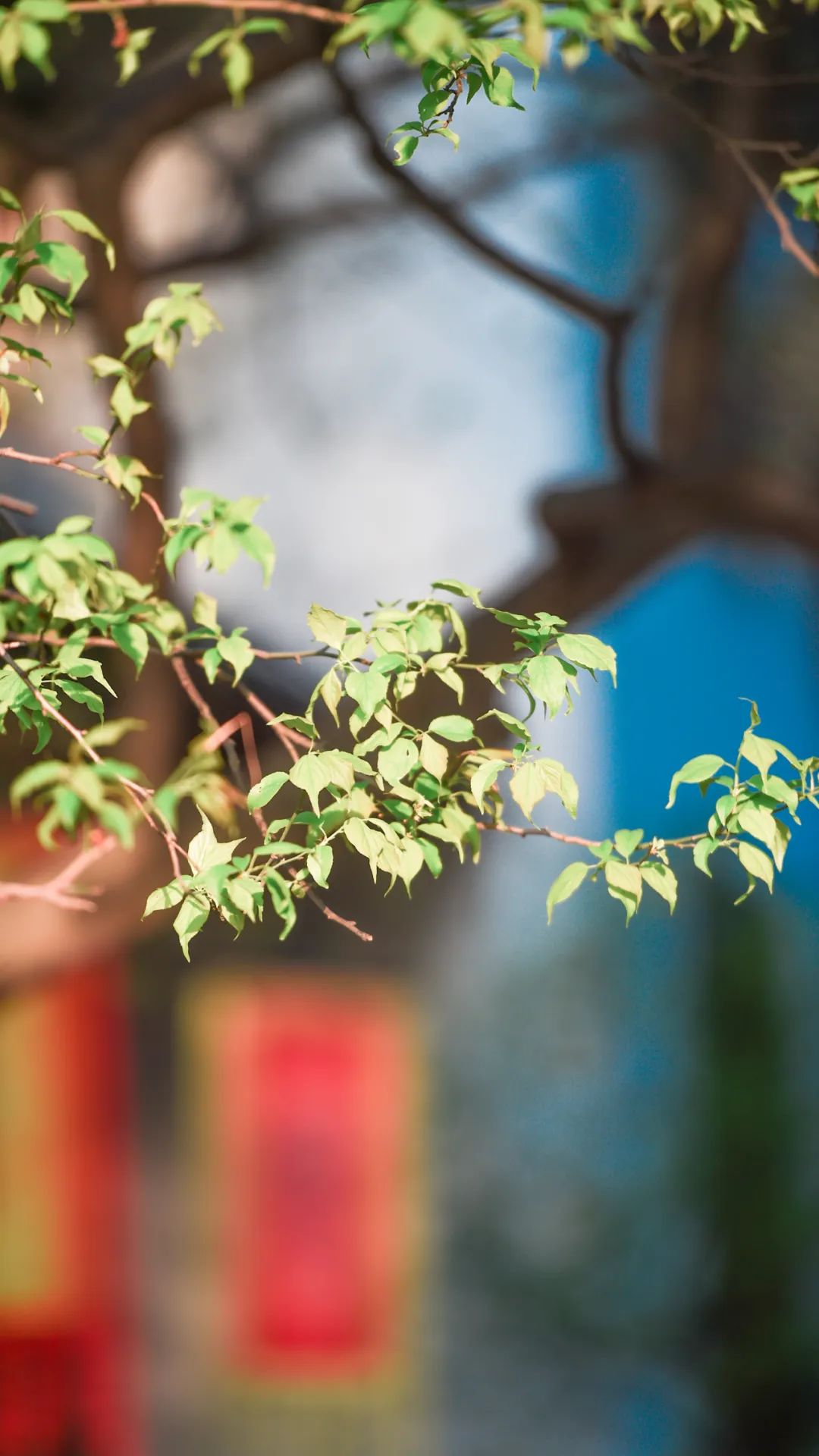 黄鹤楼细支神秘花园,黄鹤楼神秘花园