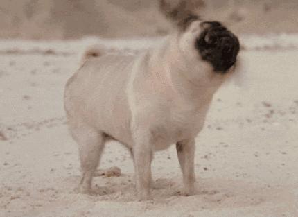 猫狗常用药品大全,猫狗必备药