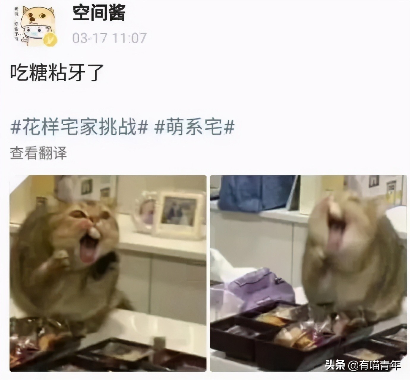 猫一天放了好几个臭屁,猫咪放的屁巨臭怎么回事