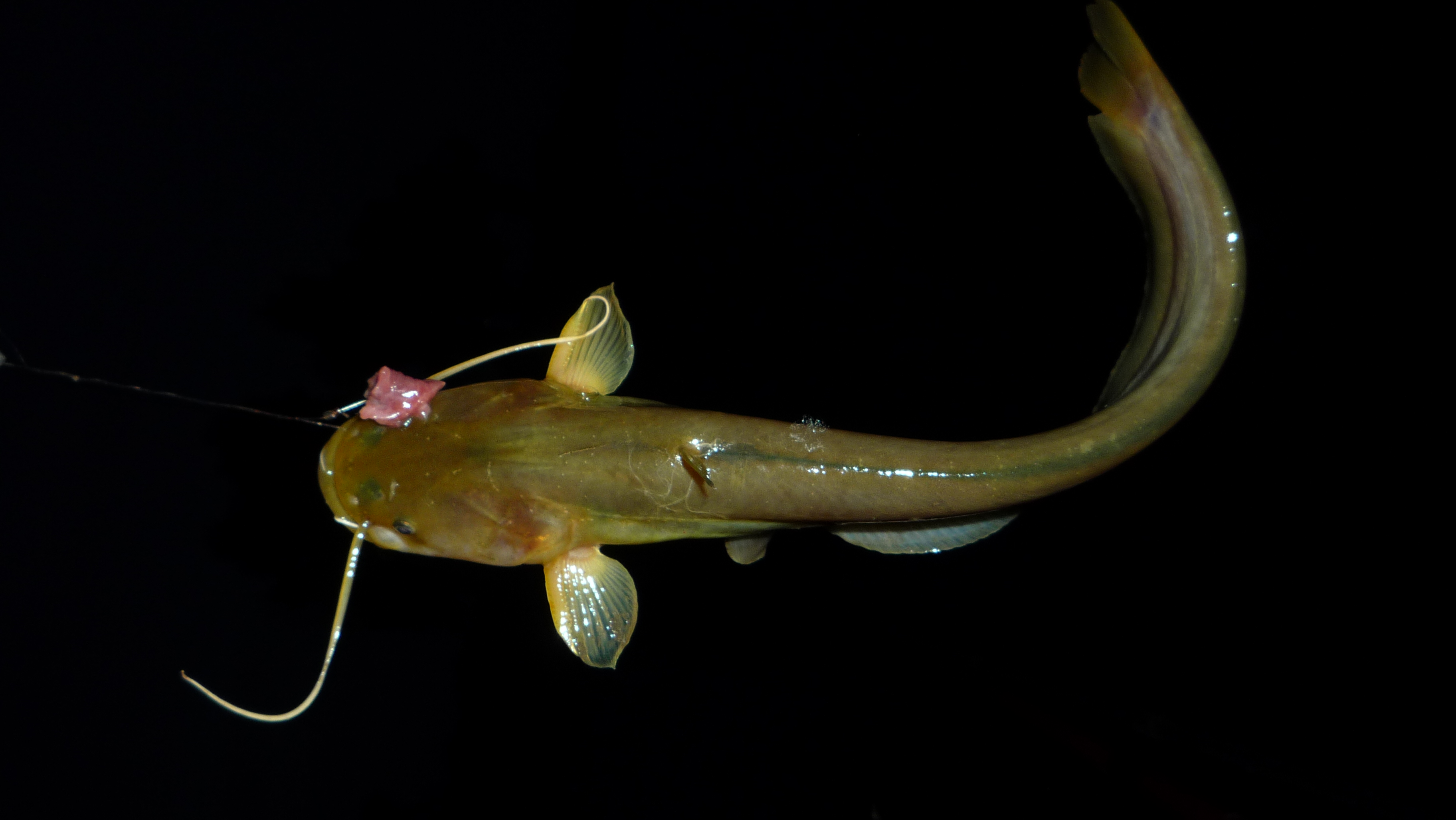 新手野钓用什么饵最好,深水野钓用饵技巧