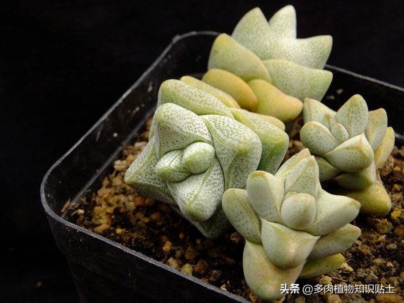 青锁龙属多肉养殖方法,青锁龙的养殖方法和注意事项