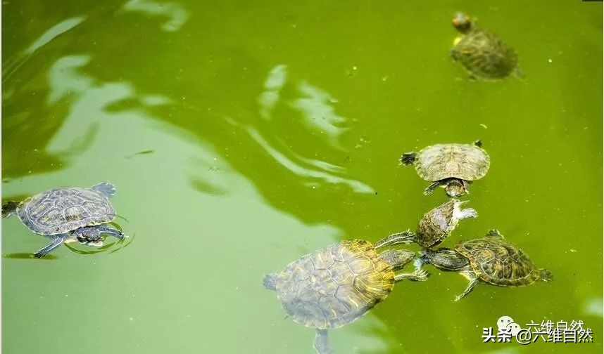 巴西龟太无情，成年龟组队联手咬死同类小龟，却不吞食不是为食物