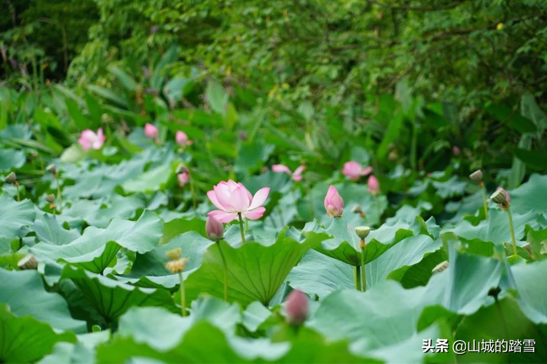 常熟沙家浜旅游攻略,苏州常熟沙家浜