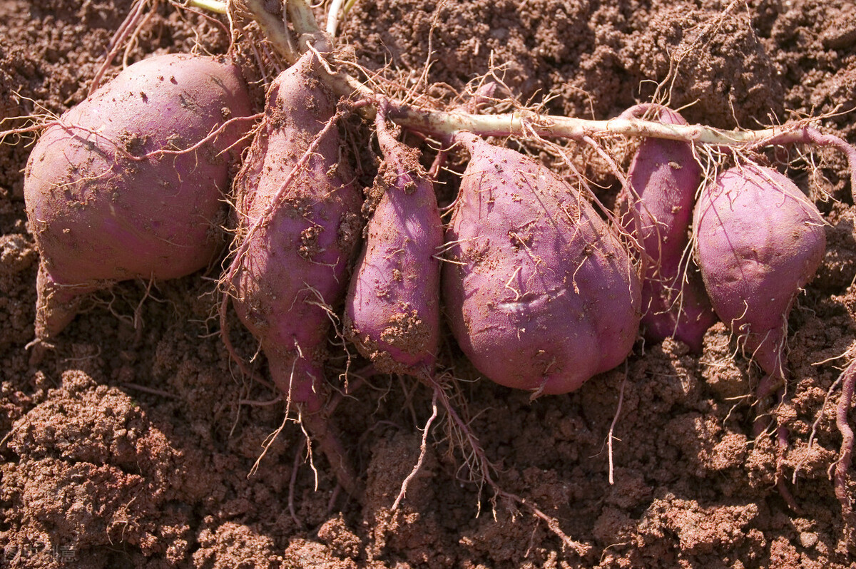 红薯种植时间和方法和步骤,红薯怎么种才是正确