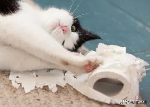 如何让猫主动去亲你,怎么让猫接受亲亲