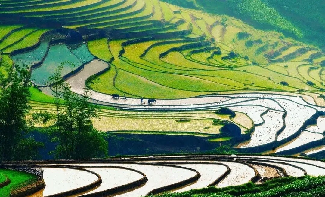 稻鱼养殖的问题有哪些,稻稻共生养什么鱼好