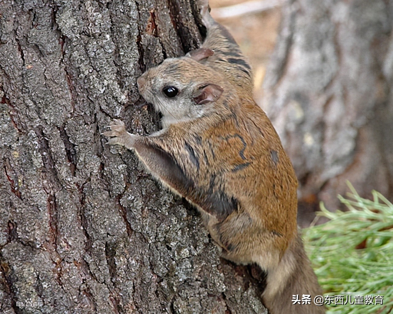 培训班被封杀，语文在家辅导做点啥？这位名师的建议给我很大启发