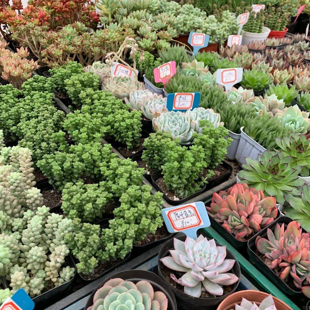 南京十大花鸟批发市场,南京最全的花卉市场