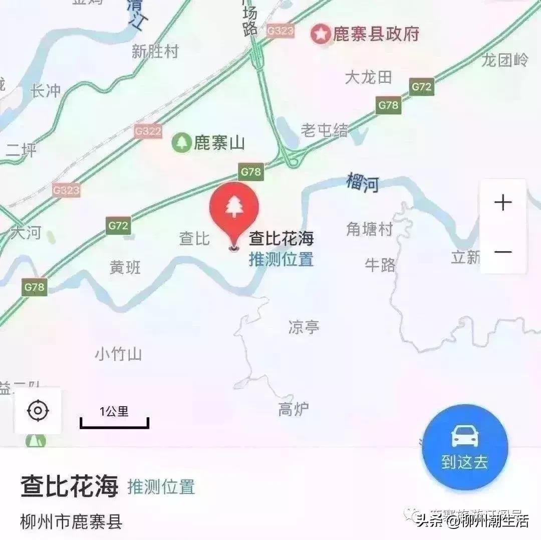 柳州哪里有免费花海,柳州花海紫荆花真实视频