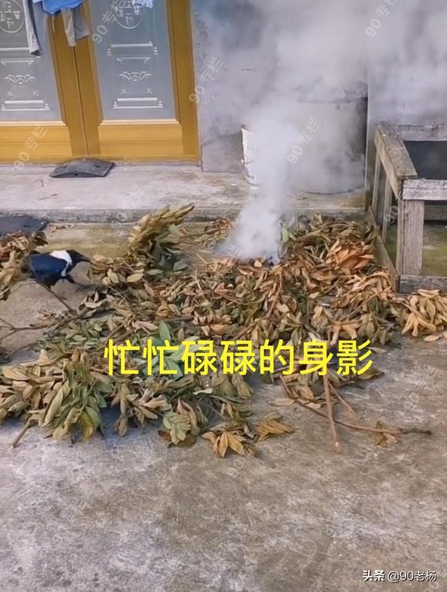 喜鹊救火是真的吗,喜鹊救火全过程