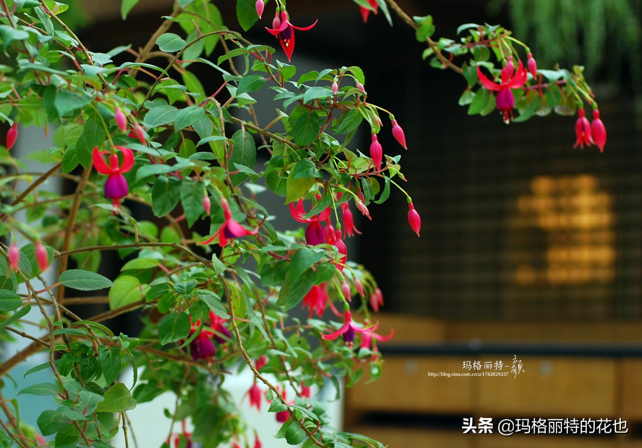 园丁金挂有排期吗,吊钟海棠怎么养护