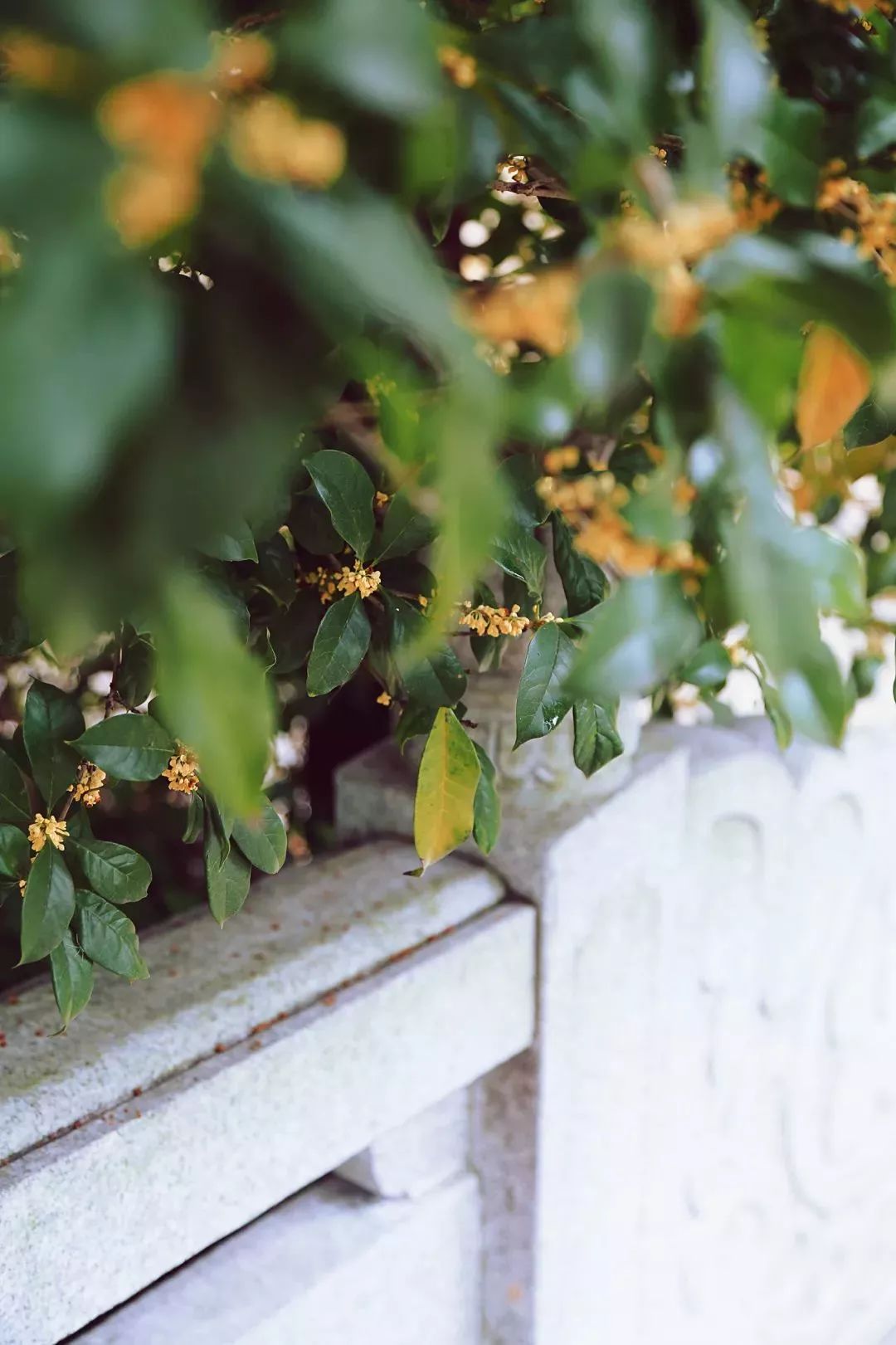 上海赏桂花好去处,江浙沪赏桂哪里去
