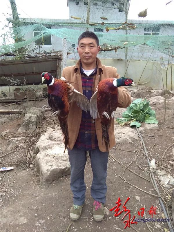 养鸡大户带动脱贫,怎样带动贫困户养鸡致富