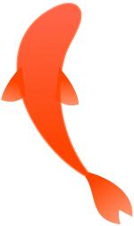 中国锦鲤为什么火了,锦鲤为什么火了