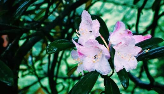 三清山游客评论,三清山评价