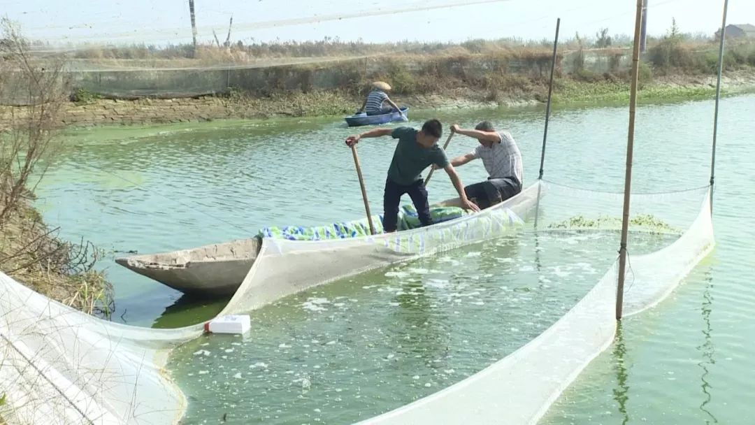 台湾泥鳅养殖成本利润,养殖台湾泥鳅能赚钱吗
