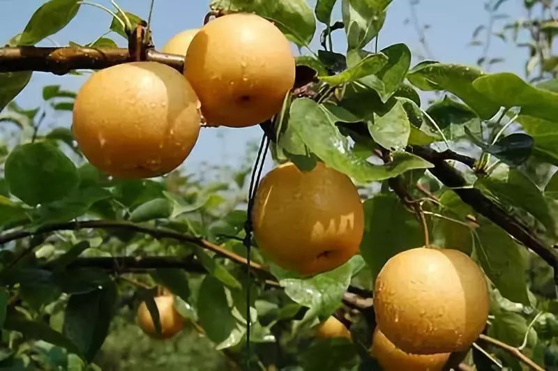 止咳祛痰最快的小妙招咽炎,止咳偏方治咽炎