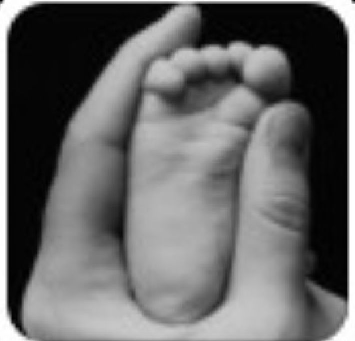 家里盆栽洋葱开花,洋葱盆栽开花