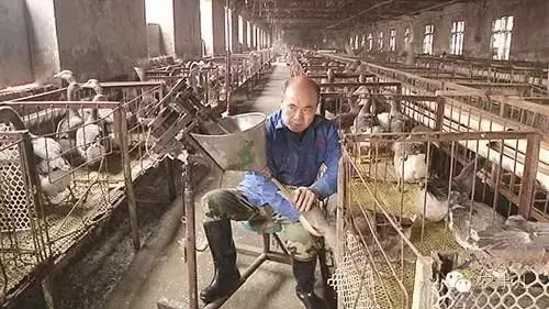 霍邱孟集镇养鹅场卖鹅肝,养鹅做鹅肝的过程
