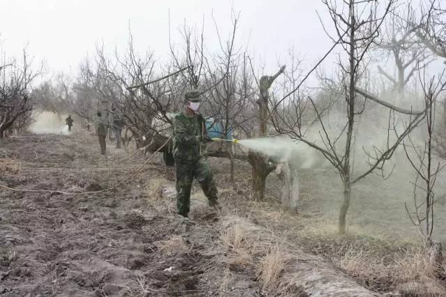 29%石硫合剂清园怎么兑水,清园石硫合剂使用方法