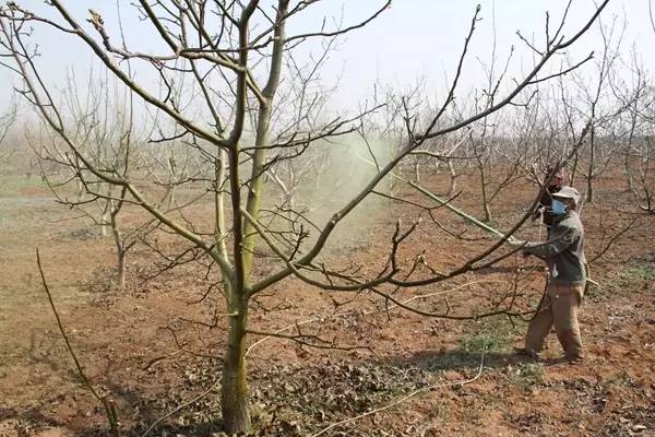 29%石硫合剂清园怎么兑水,清园石硫合剂使用方法