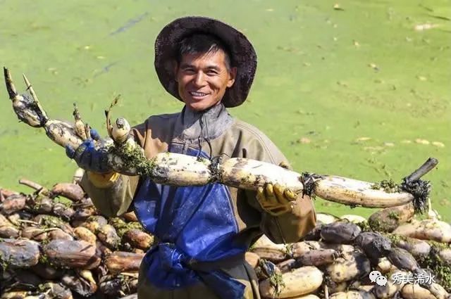 「浠世美文」巴河莲藕甜又香