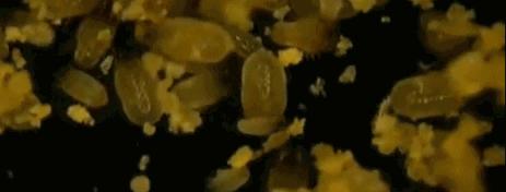 薄荷驱蚊被子怎么用,薄荷防蚊虫被子